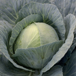 Kapusta Toreador F1 2500 nasion st